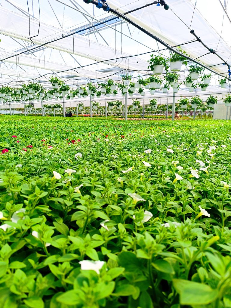 684868061 1641633834242117 2133019637830144486 n - Armata de Petale: Peste o jumătate de milion de flori „stau la rând” în serele Iașului