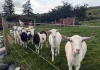 Bani europeni pentru micii fermieri: AFIR pune la bătaie până la 50.000 de euro pentru modernizarea gospodăriilor agricole