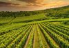 Fonduri europene pentru fermierii și producătorii locali din județul Iași