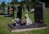 Iașul va avea cimitir pentru animale: Primăria a aprobat terenul de 20 de hectare
